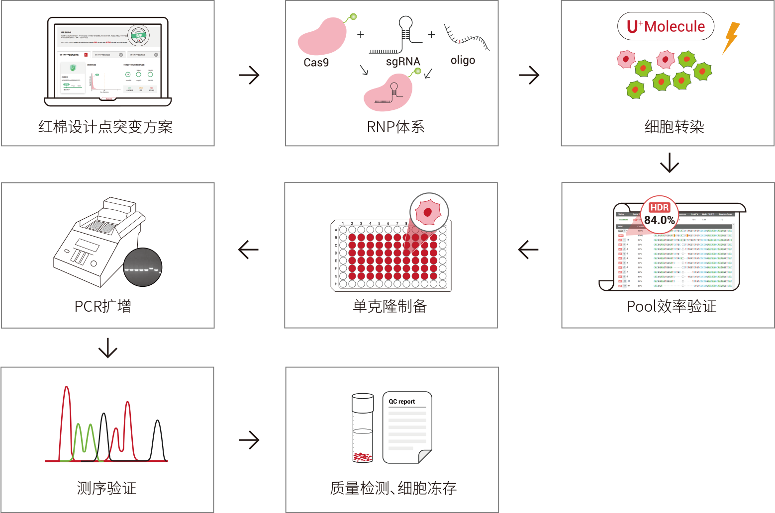 基因点突变细胞服务流程及质量控制