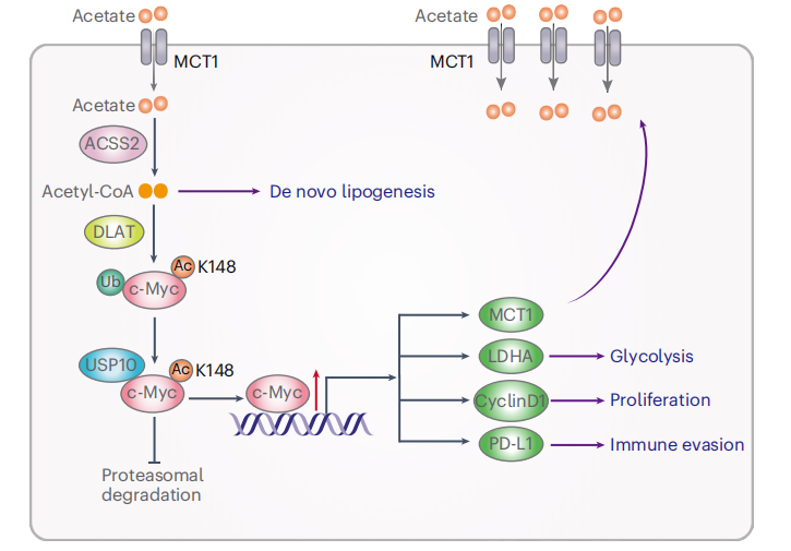 候选驱动基因景观